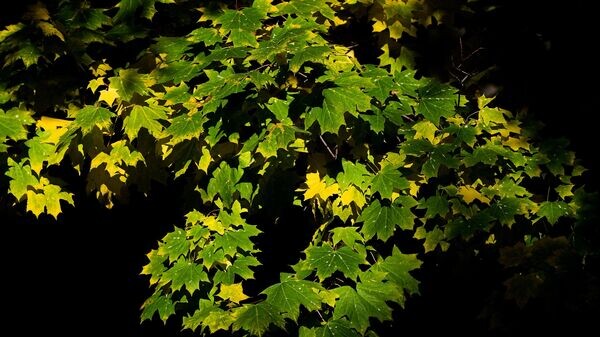    © Sputnik / Владимир Астапкович