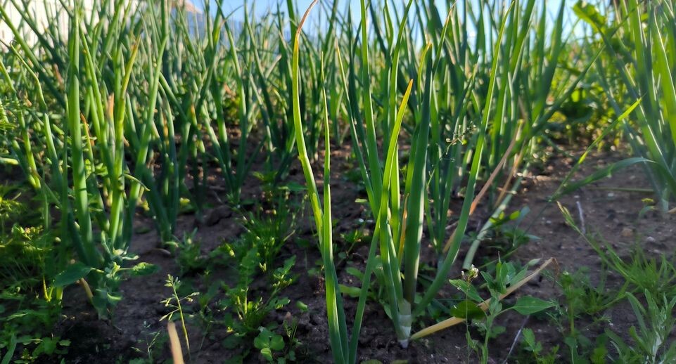    Maksim Konstantinov/Global Look Press / www.globallookpress.com