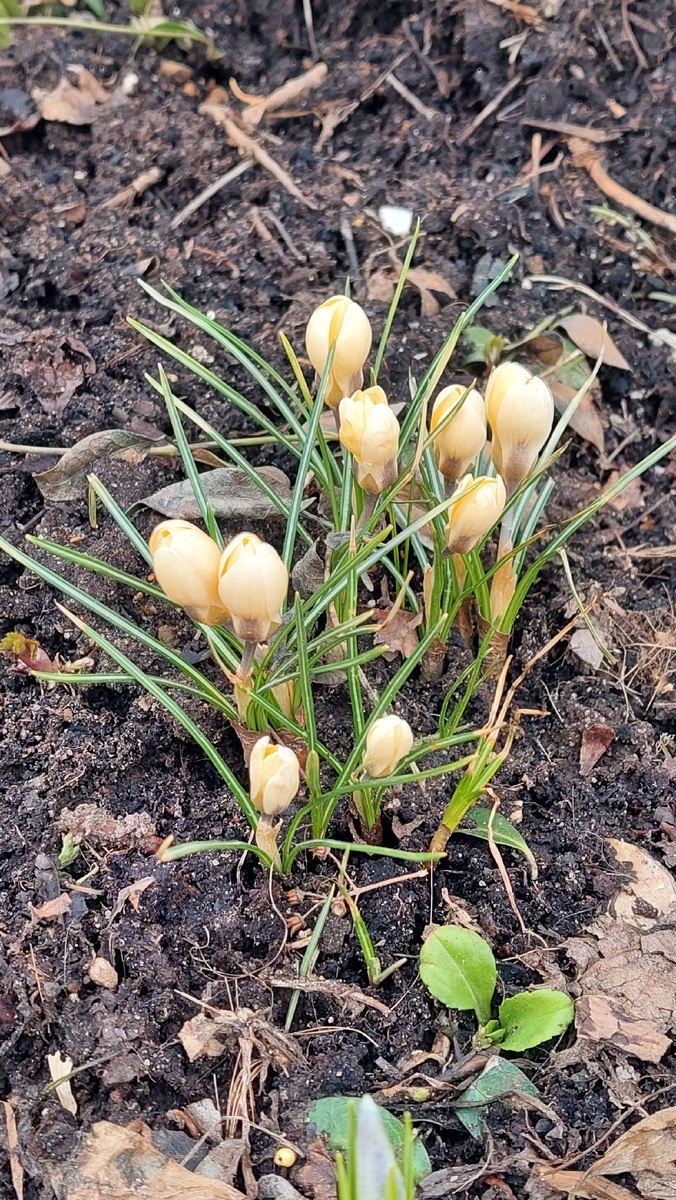 У соседнего дома расцветают крокусы