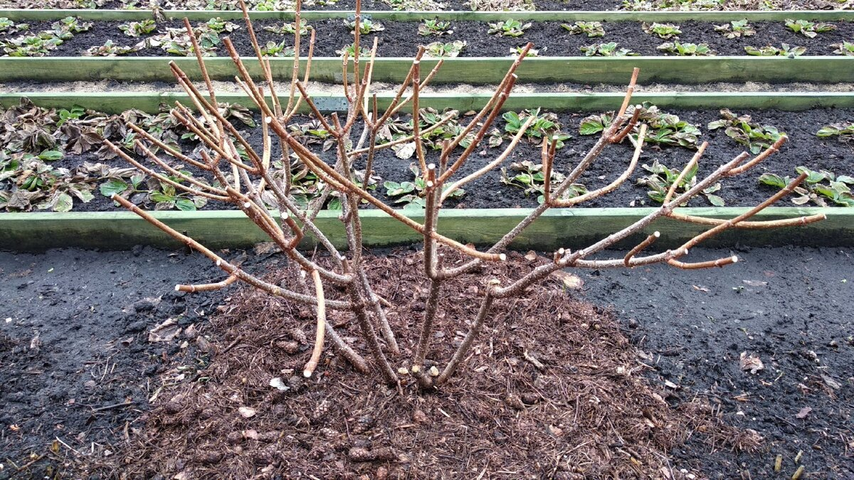 Источник фото: https://dzen.ru/a/Xo2fFDy9oRlNXbX_