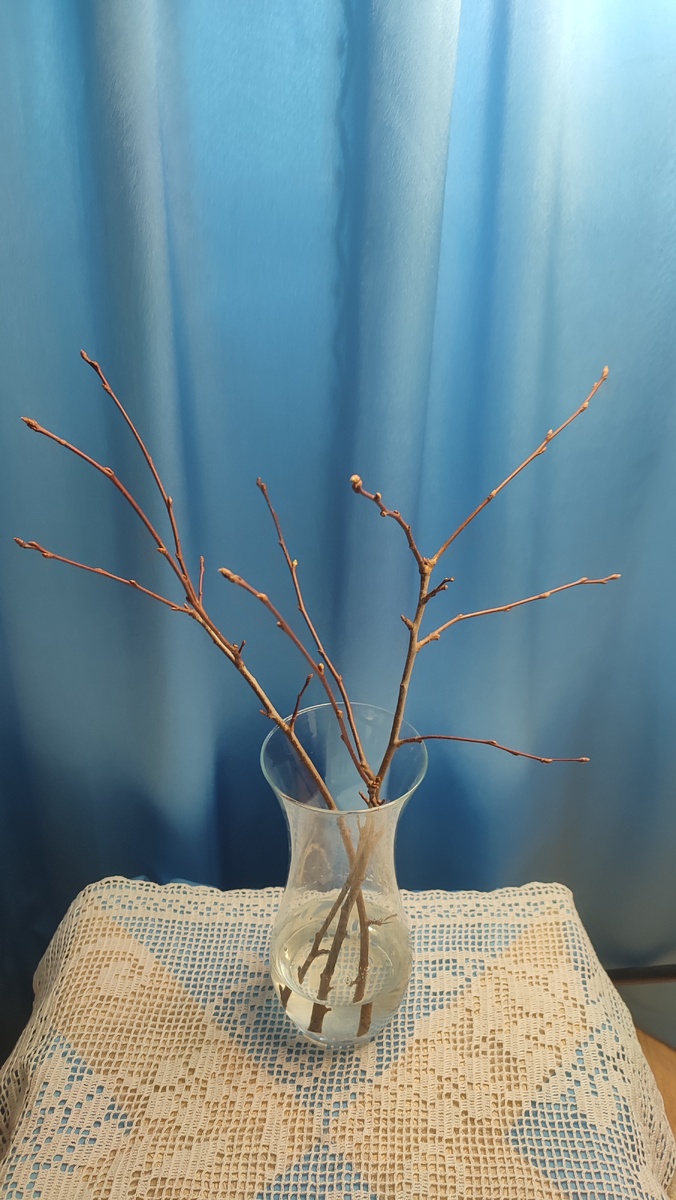 Веточки дикой яблони. Фото автора. 