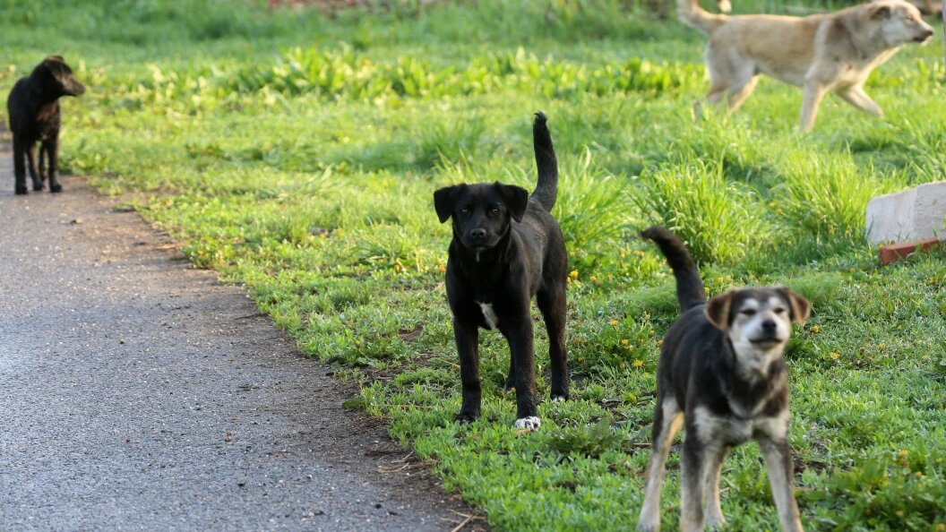    Николай Гынгазов/Globallookpress