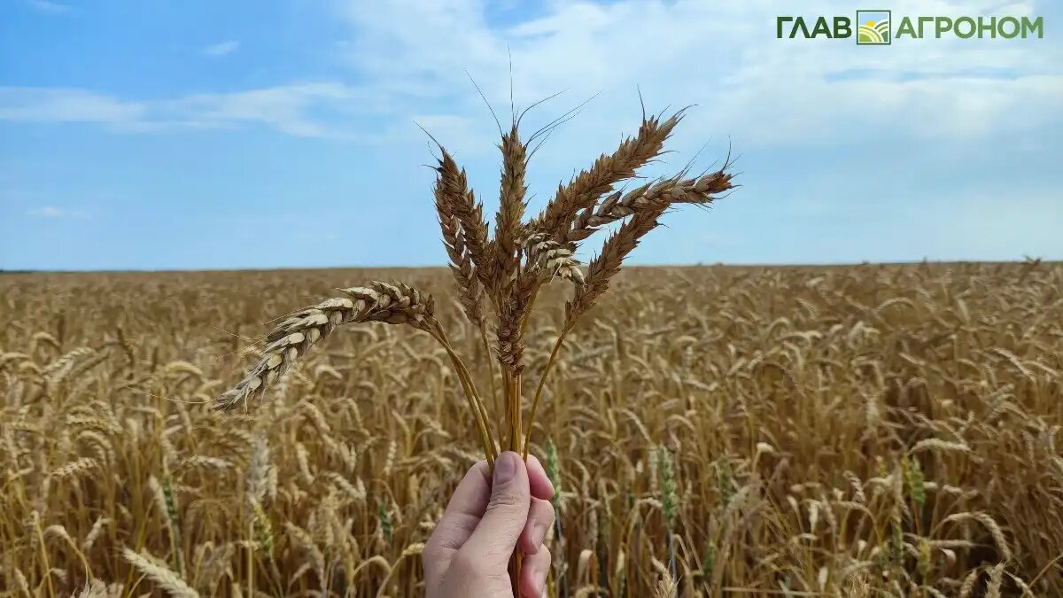 Фото:© Артем Борисов / Glavagronom.ru
Обновление системы ФГИС Семеноводство 