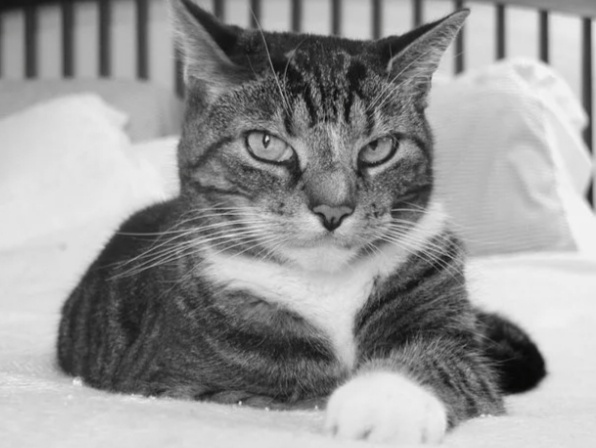 Как кошка предупреждает хозяина об опасности. Может ли кошка почувствовать утечку газа