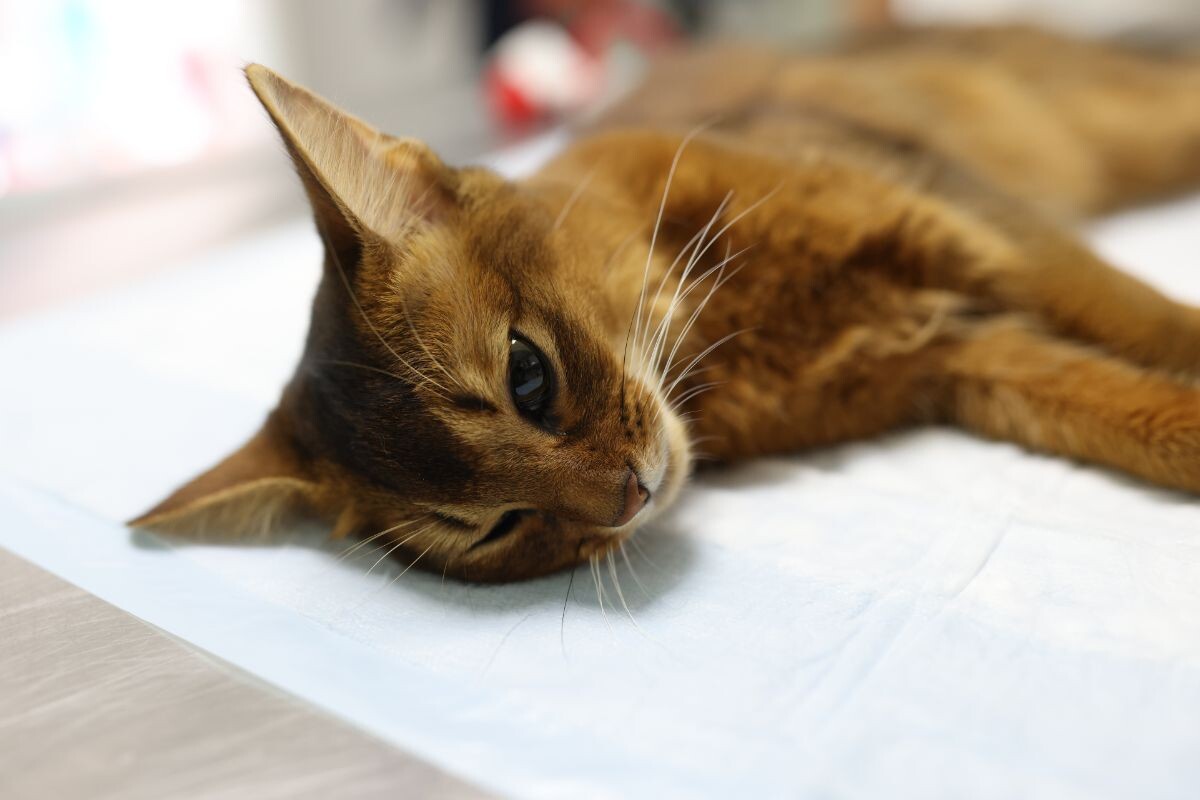 Грустный больной кот 