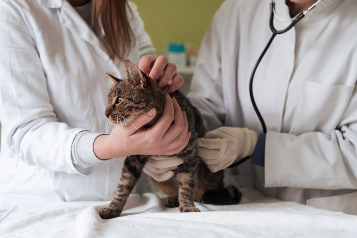 Больной кот в ветеринарной клинике 