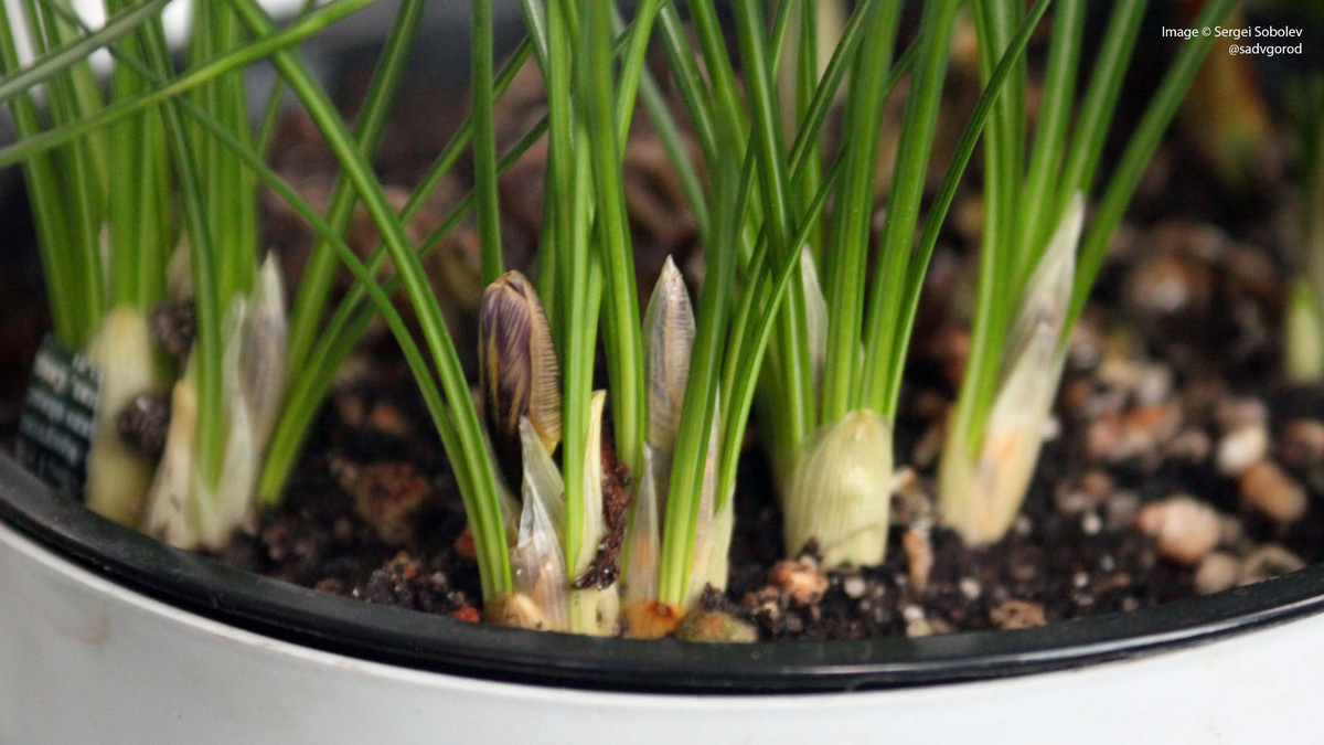 Шафран золотистый (Crocus crysanthus) 'Gaudeamus'. Бутоны. 7 фото, листайте!