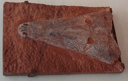 Череп эоциклотозавра.