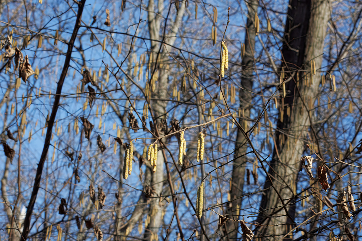 В начале марта вовсю пылит ольга