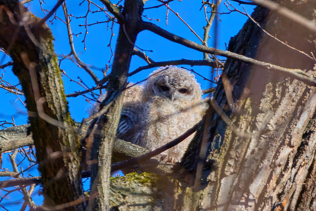 Совята. Можно листать. Много фото.