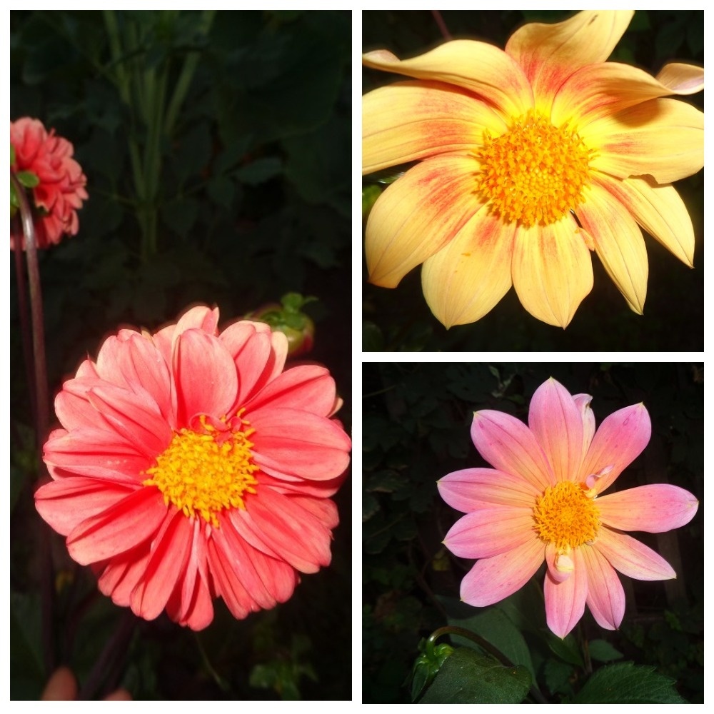 Однолетние георгины