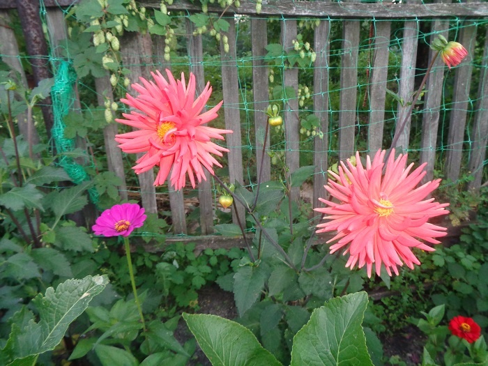 Единственный приличный цветок из целого пакета семян