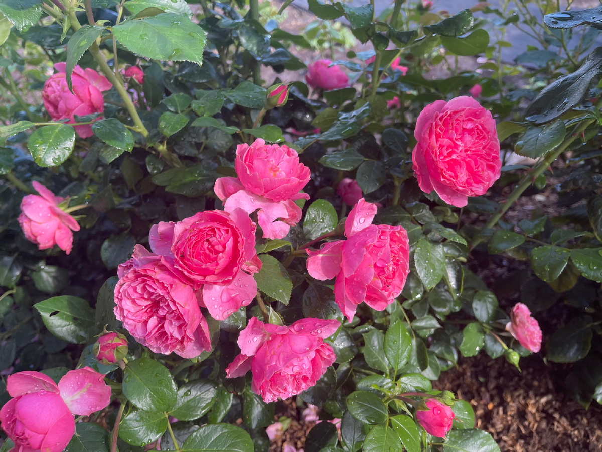 ФЛОРИБУНДА ЛЕОНАРДО ДА ВИНЧИ