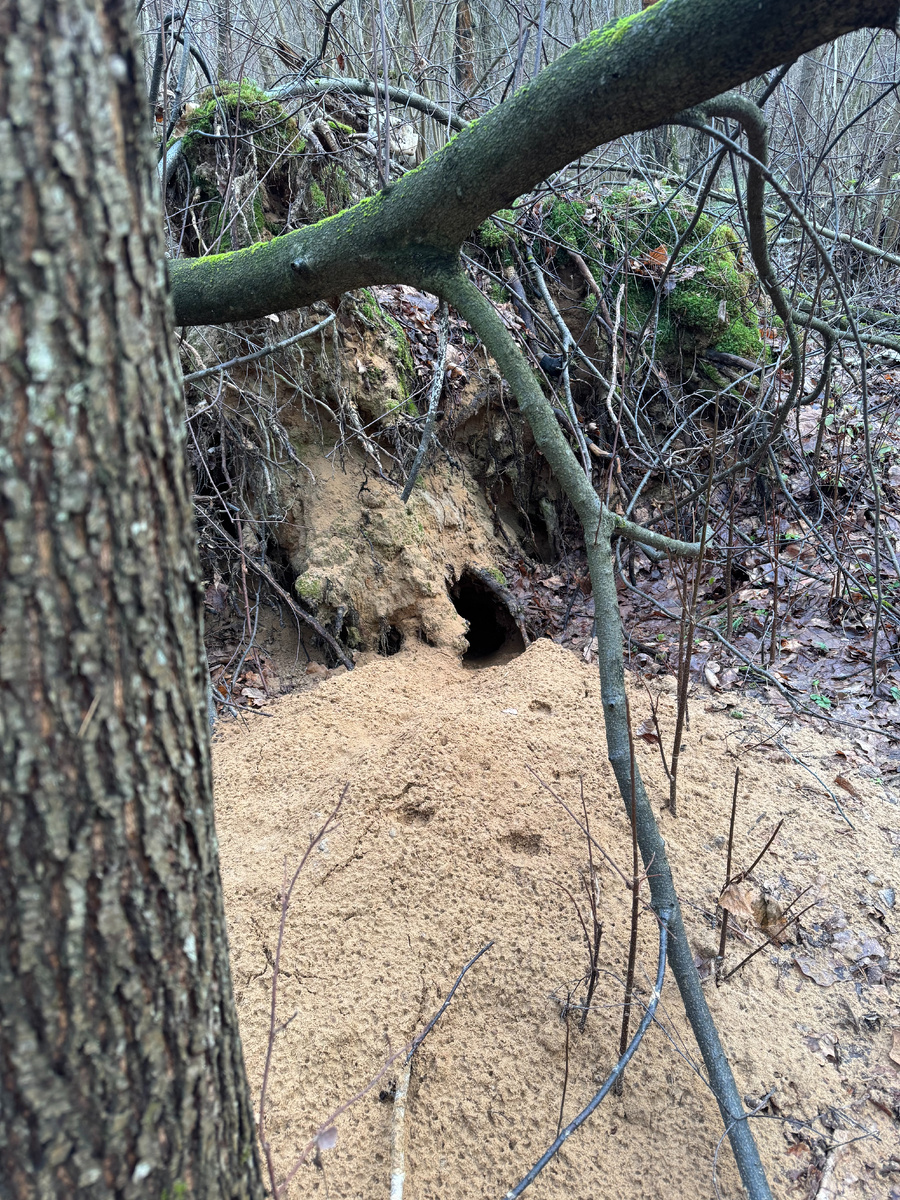 Чья-то нора