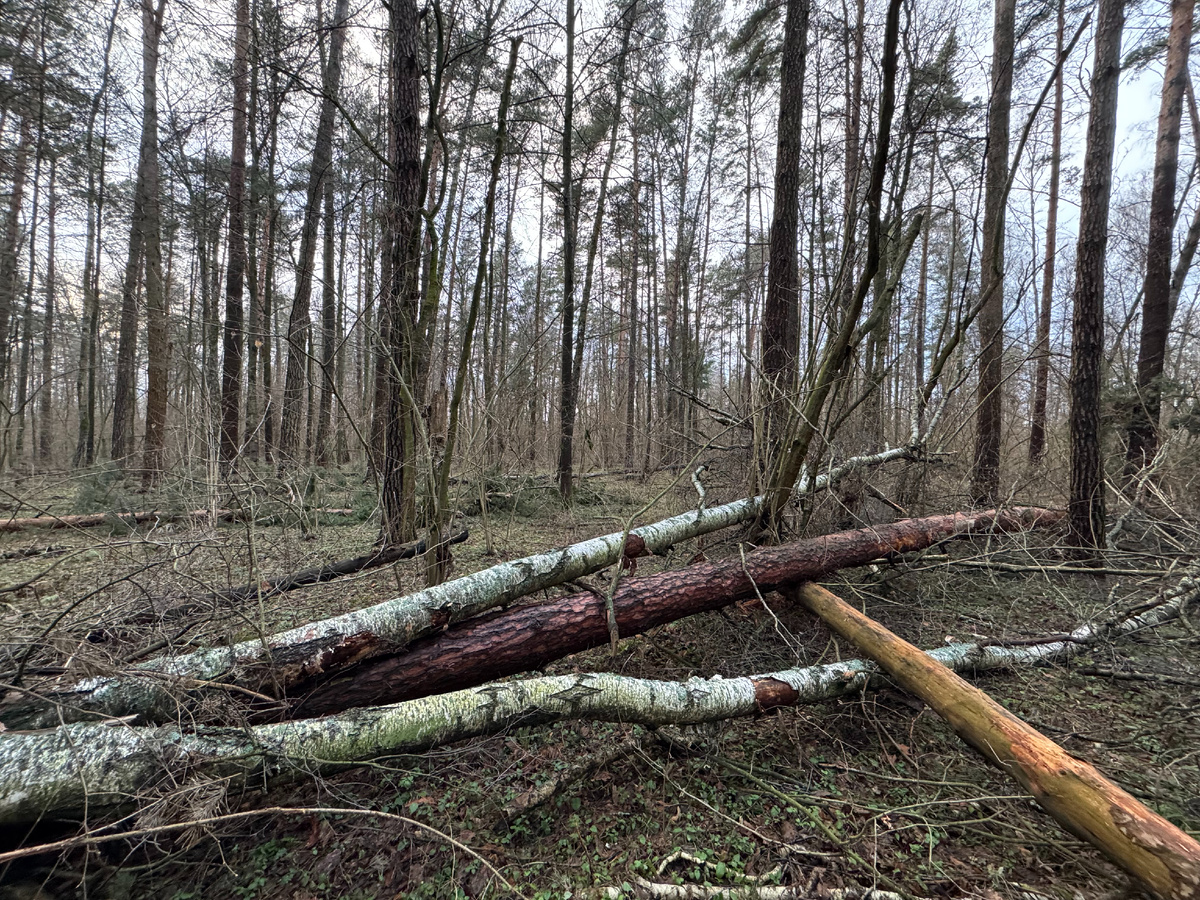 Лес в Ступинском районе 