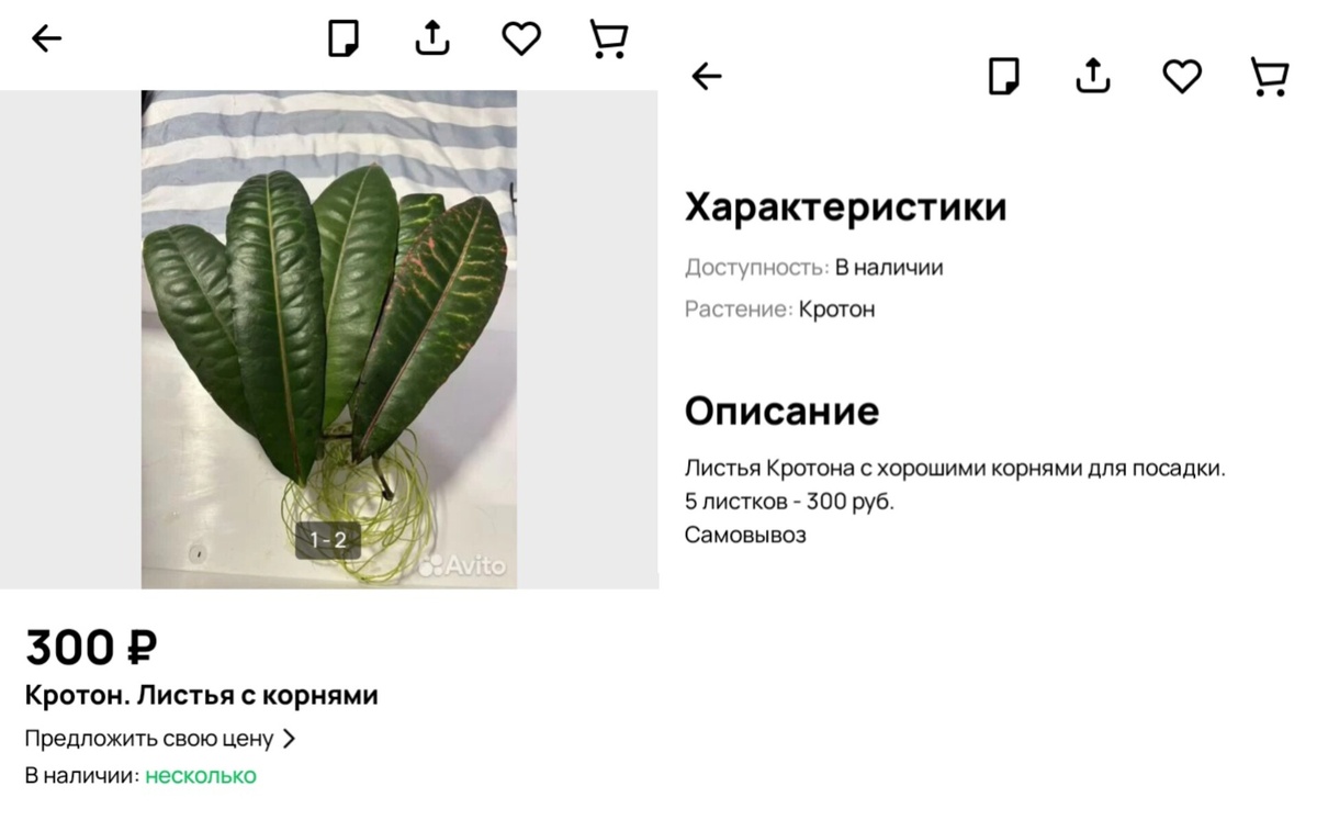 Я очень надеюсь, что это просто от не знания. 