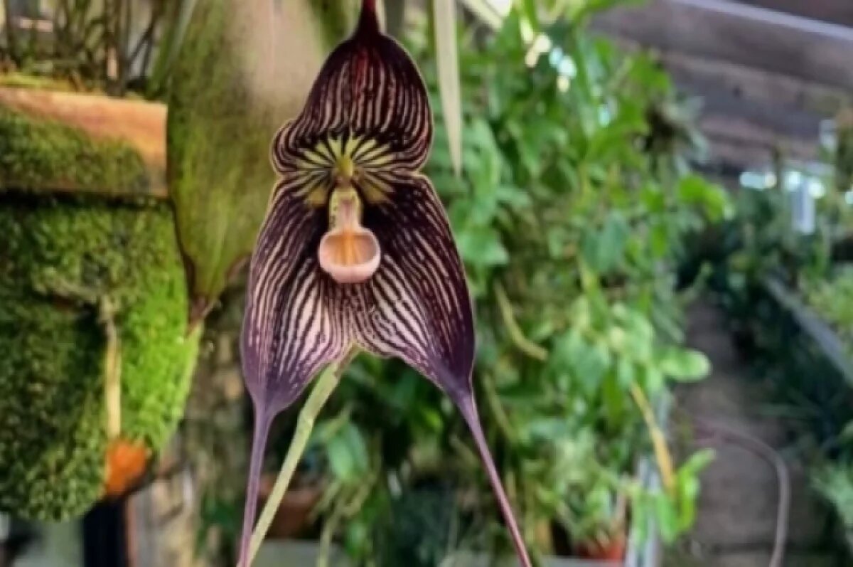    В Ботаническом саду МГУ в Москве расцвела орхидея-вампир