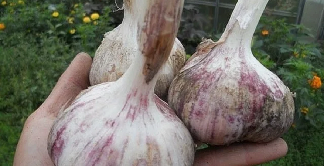 Соседка лишь усмехнулась, когда увидела, как я подкармливаю чеснок. А потом завидовала моему урожаю