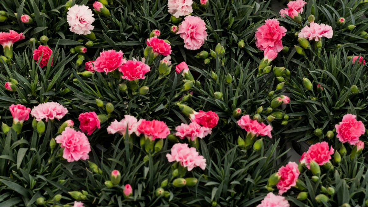 Посадка гвоздик