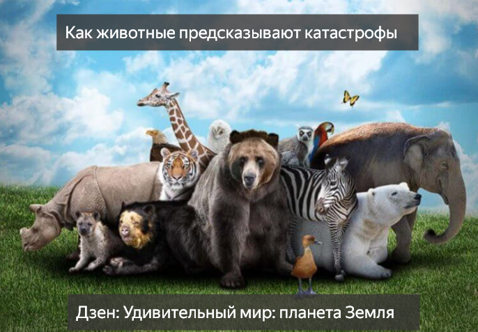 животные предсказывают катастрофы, предчувствие землетрясений, поведение животных перед бедствиями, научные исследования, сигналы природы, тайная жизнь животных