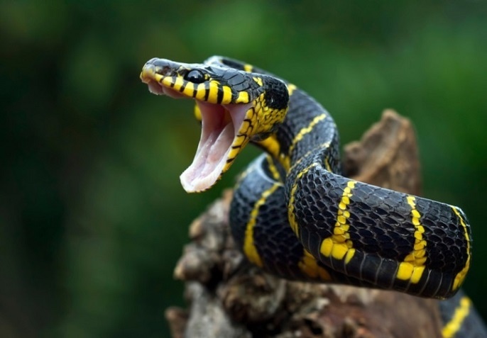 Китай, 1975: Массовый исход змей за месяц предупредил о землетрясении в Хайчэне