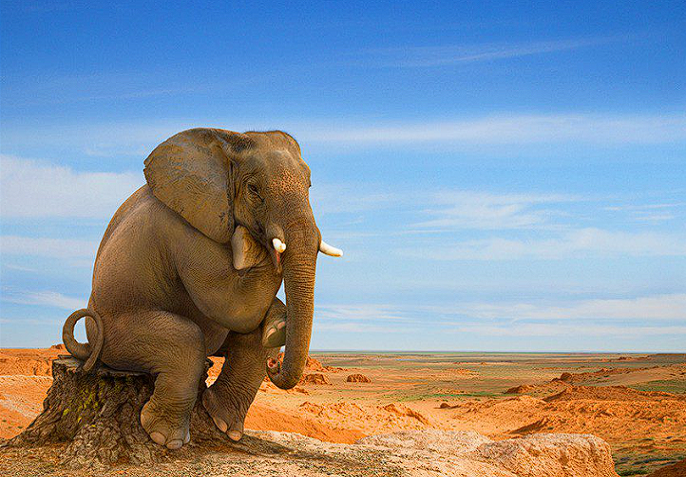 Шри-Ланка, 2004: Слоны убежали в горы до цунами, уносящего 230 000 жизней.