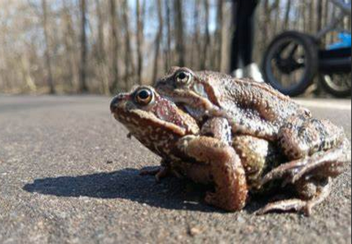 Италия, 2009: Лягушки покинули водоём перед землетрясением в Л’Акуиле.