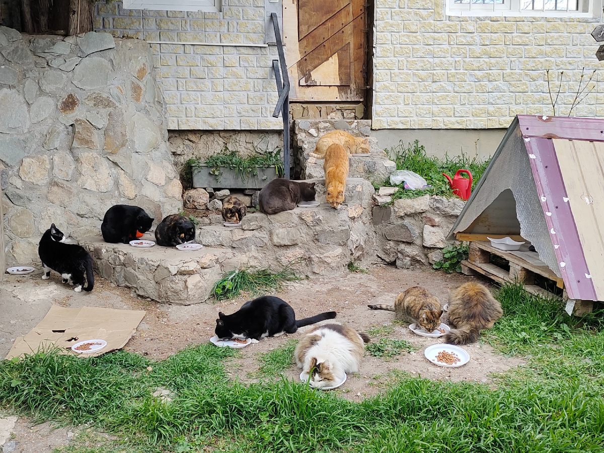 Бездомные коты в Гурзуфе 