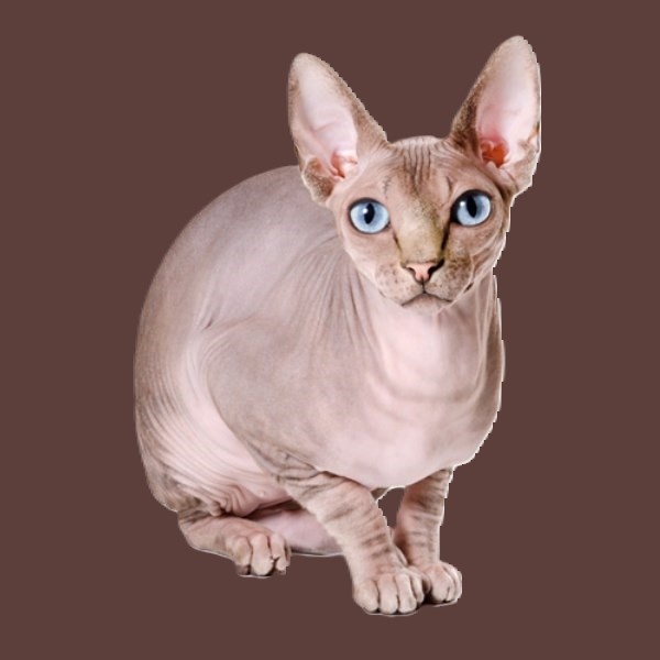 Кот породы Сфинкс