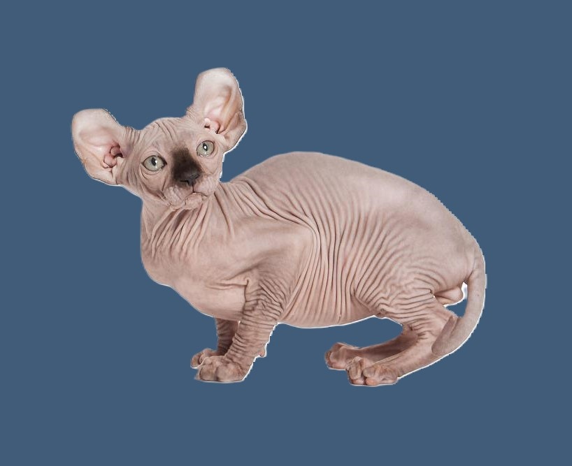 Сфинкс Двельф