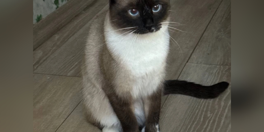 А у нас опять пополнение кошечек: бывшедомашние, Гугуся найдена на улице и возвращение Дзенибы