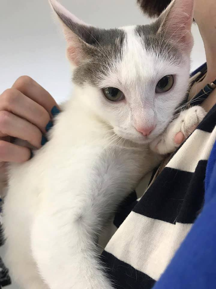 Вот такая кошка Бьянка приехала в клинику, которая оказалась котом Августином)))