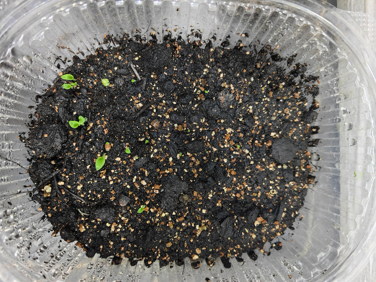 всходы Хлорофитума Оранж