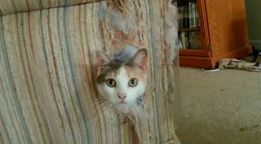 Дизайнерство – это мое! 