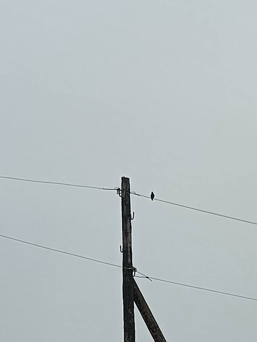 Честно - это тоже скворец. 