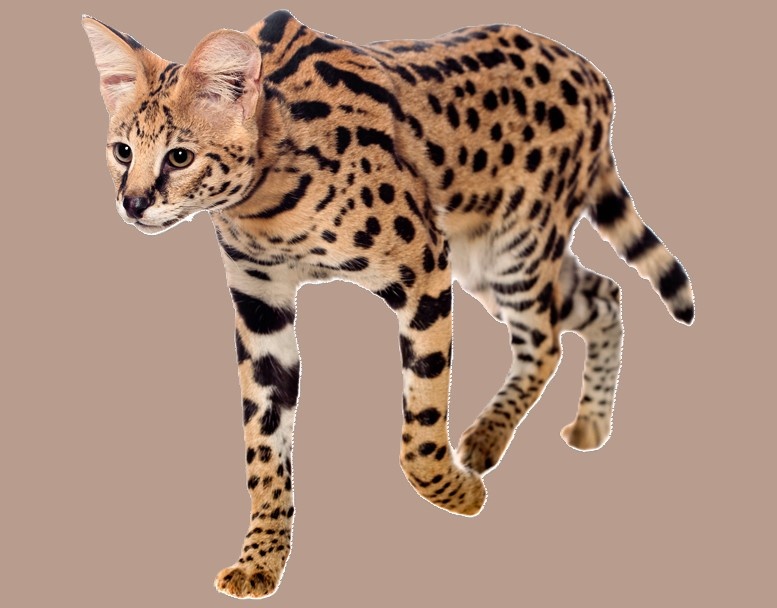 Кот Сервал Саванна