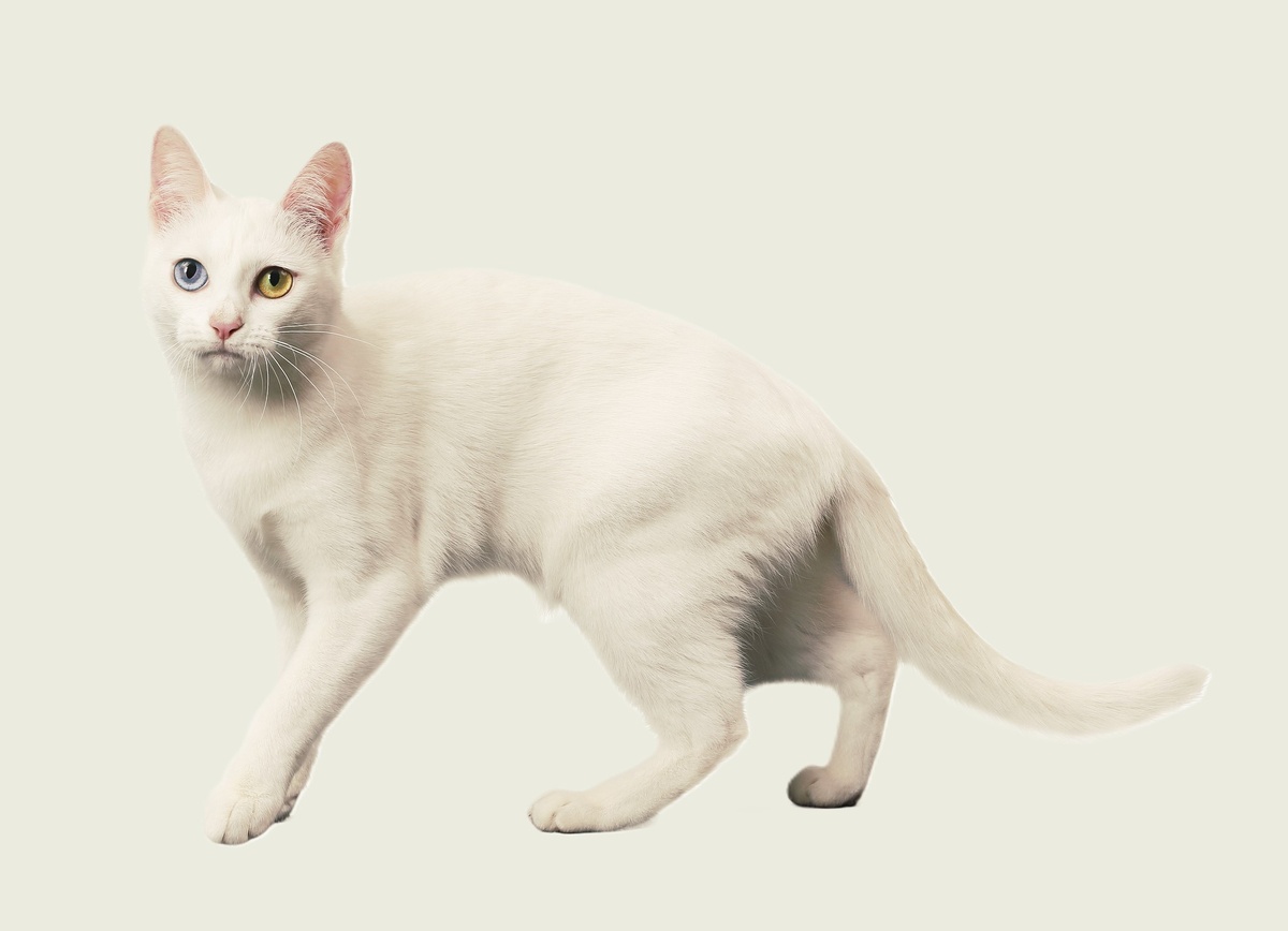 Кот Као-мани