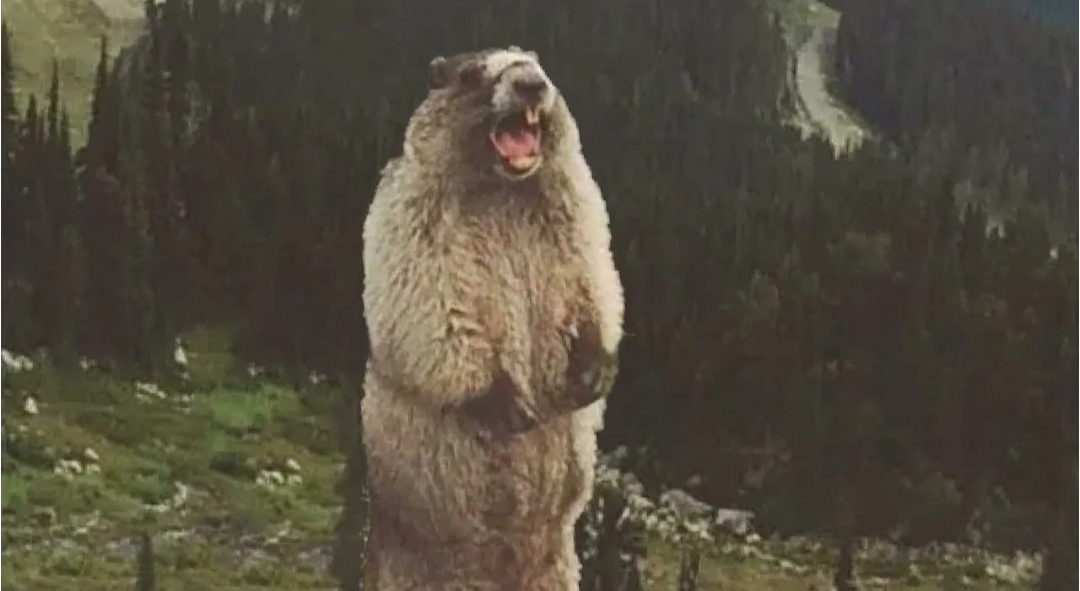 Чувствую себя тем самым сурком