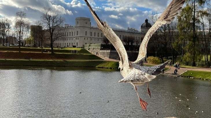Гатчина — Музей-заповедник «Гатчина»