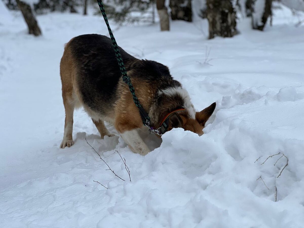 Щас поищем вам породистых!