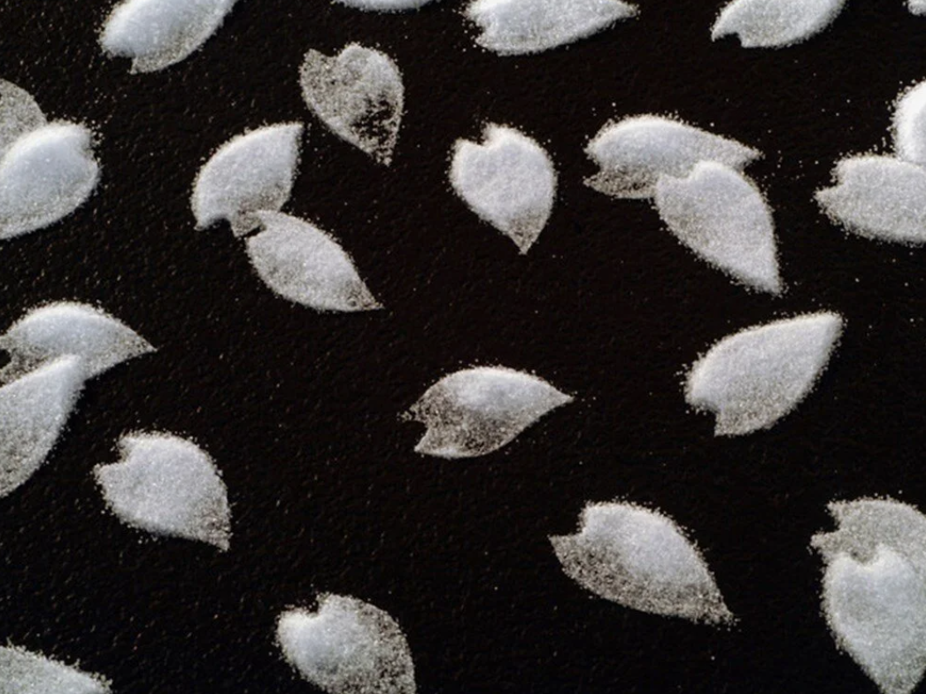 Творение художника словно нежные лепестки сакуры