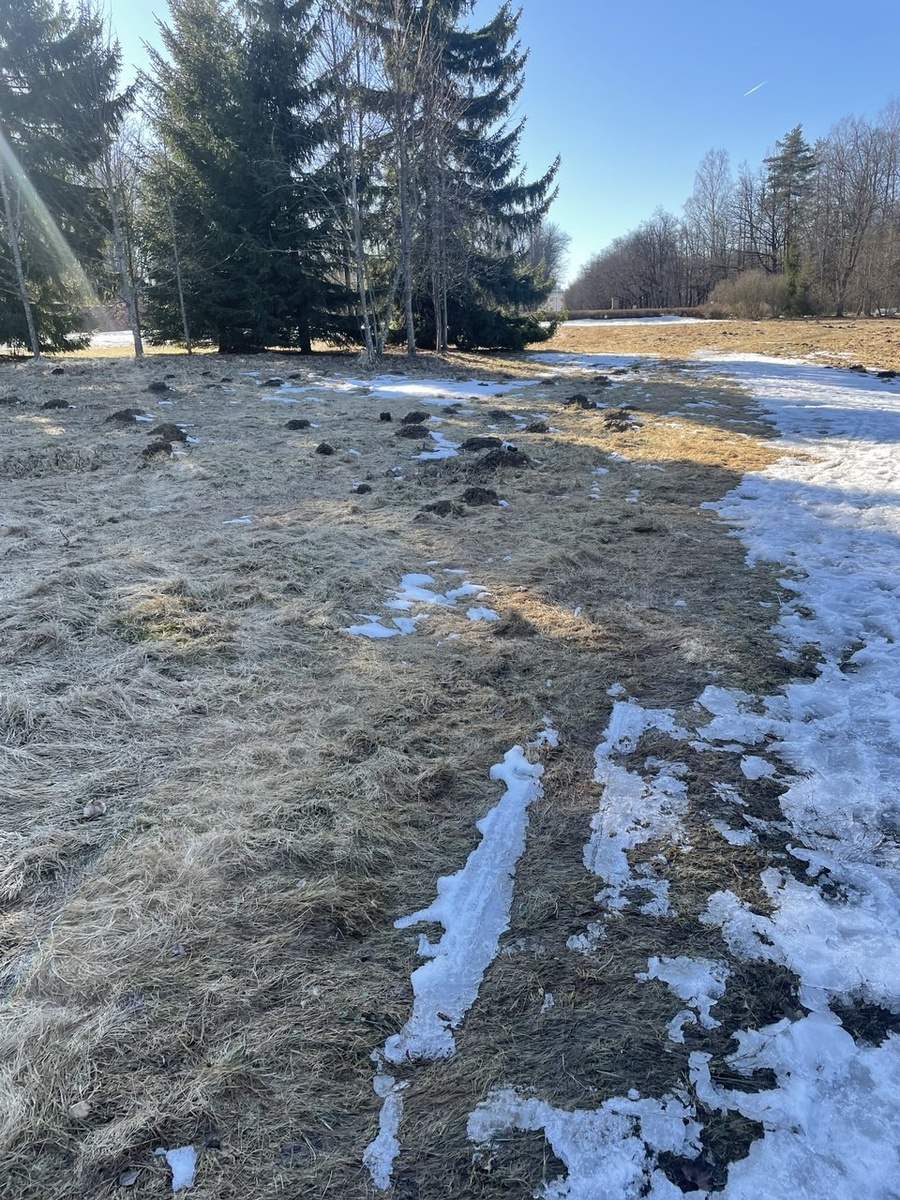 Это проснулись кроты. Я мечтаю увидеть живого крота, просто мечтаю.