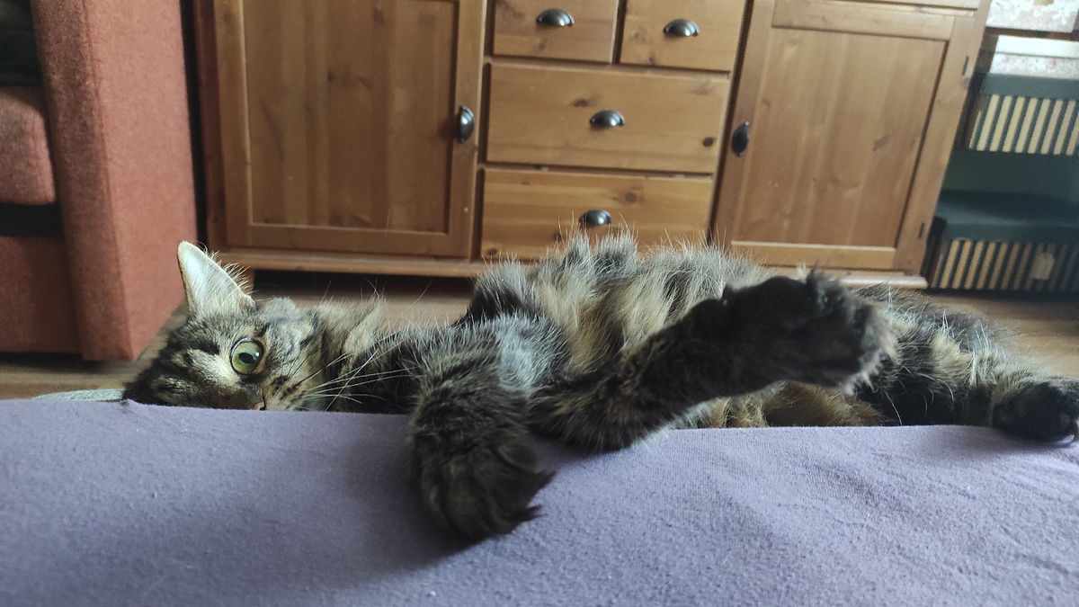 Добрая Чушка ждёт ваши ручки