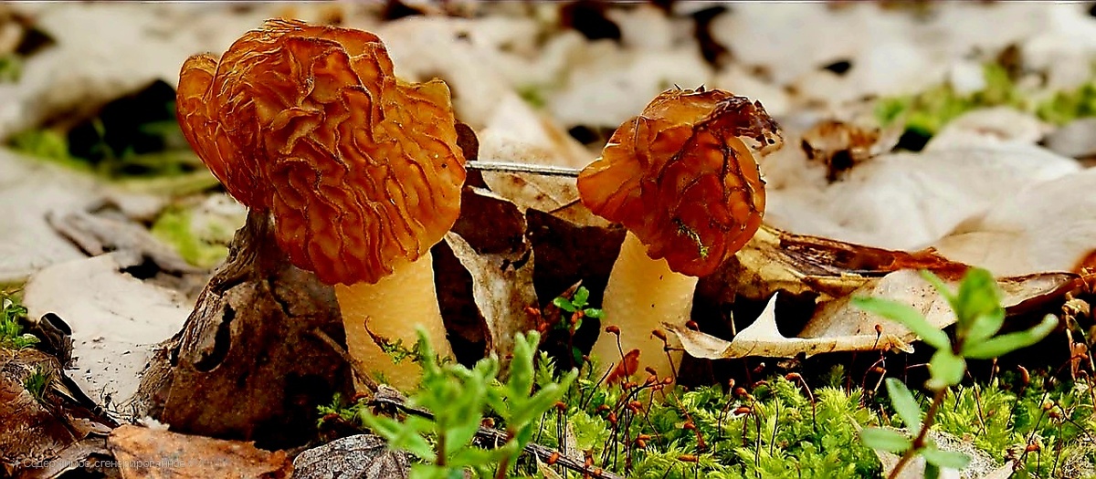 Фото с открытых источников сети интернет