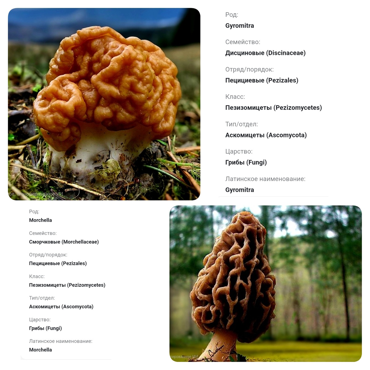 Сморчки и строчки 