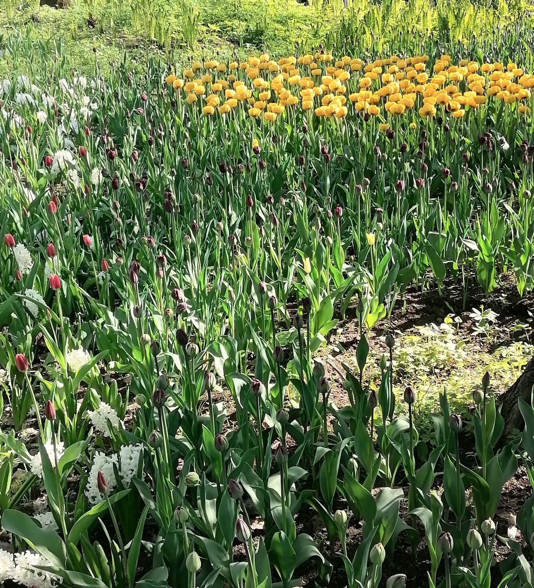 В первые дни фестиваля