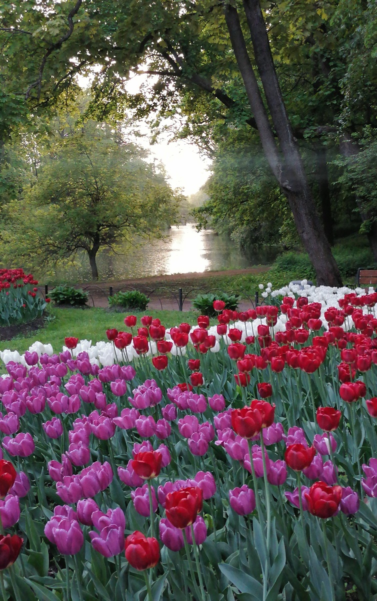 Прекрасные тюльпаны. Листай вбок, чтоб посмотреть все фотографии.
