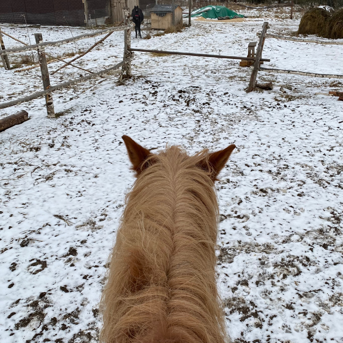 Моя первые тренировки на лошади были самыми волнительными