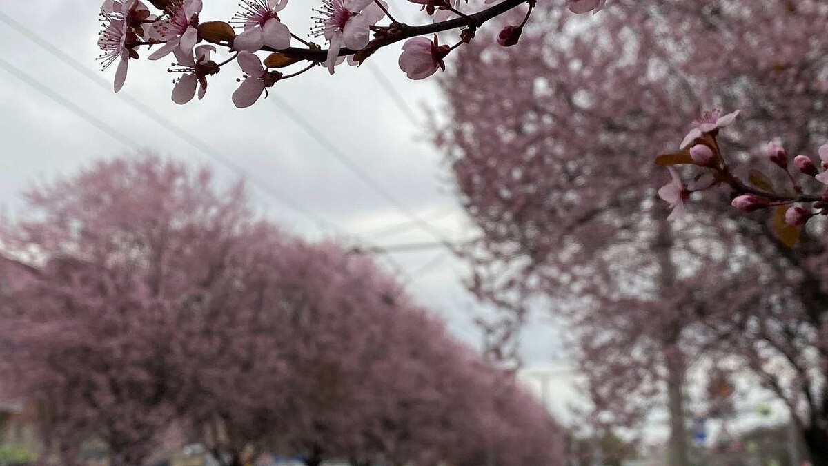    Фото: телеканал «Краснодар»