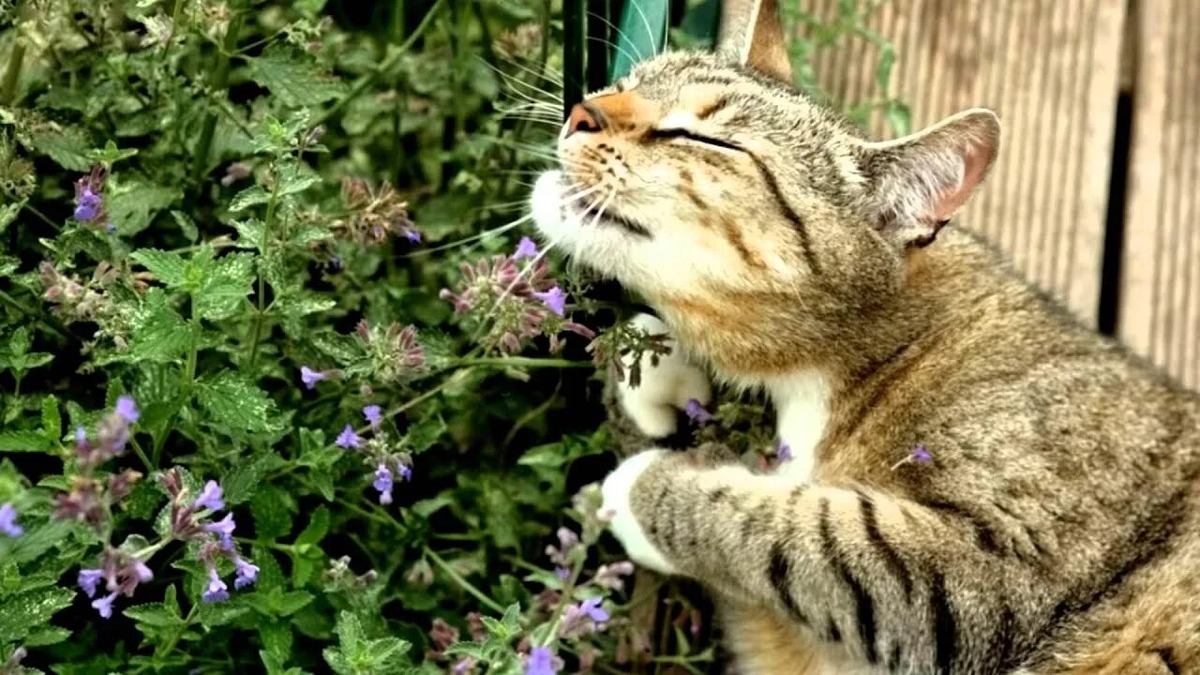 Фото из Интернета.